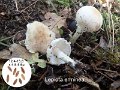 Lepiota erminea-amf1172-2